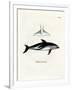 Dusky Dolphin-null-Framed Giclee Print