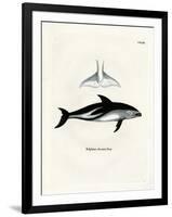 Dusky Dolphin-null-Framed Giclee Print