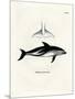 Dusky Dolphin-null-Mounted Giclee Print