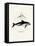 Dusky Dolphin-null-Framed Stretched Canvas