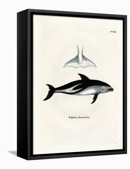 Dusky Dolphin-null-Framed Stretched Canvas