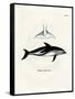 Dusky Dolphin-null-Framed Stretched Canvas