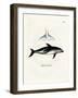 Dusky Dolphin-null-Framed Giclee Print