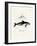 Dusky Dolphin-null-Framed Giclee Print