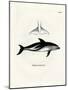 Dusky Dolphin-null-Mounted Giclee Print