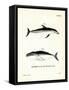 Dusky Dolphin-null-Framed Stretched Canvas