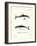 Dusky Dolphin-null-Framed Giclee Print