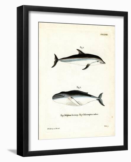 Dusky Dolphin-null-Framed Giclee Print