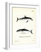 Dusky Dolphin-null-Framed Giclee Print