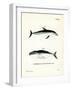 Dusky Dolphin-null-Framed Giclee Print