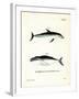 Dusky Dolphin-null-Framed Giclee Print