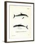 Dusky Dolphin-null-Framed Giclee Print