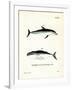 Dusky Dolphin-null-Framed Giclee Print