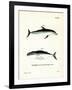 Dusky Dolphin-null-Framed Giclee Print