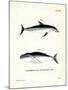 Dusky Dolphin-null-Mounted Giclee Print