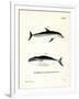 Dusky Dolphin-null-Framed Giclee Print