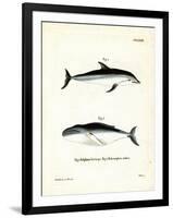 Dusky Dolphin-null-Framed Giclee Print