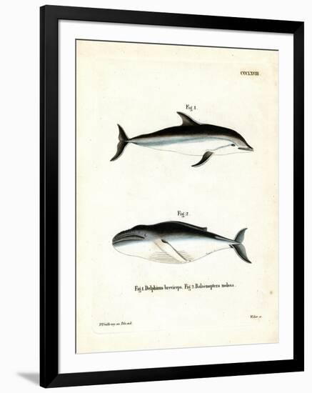 Dusky Dolphin-null-Framed Giclee Print