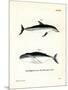 Dusky Dolphin-null-Mounted Giclee Print