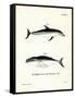 Dusky Dolphin-null-Framed Stretched Canvas