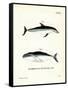 Dusky Dolphin-null-Framed Stretched Canvas