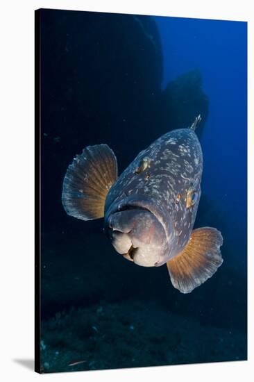 Dusky Grouper (Epinephelus Marginatus) Lavezzi Islands, Corsica, France, September-Pitkin-Stretched Canvas