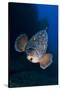 Dusky Grouper (Epinephelus Marginatus) Lavezzi Islands, Corsica, France, September-Pitkin-Stretched Canvas