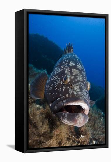 Dusky Grouper (Epinephelus Marginatus) Lavezzi Islands, Corsica, France, September-Pitkin-Framed Stretched Canvas