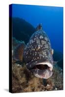 Dusky Grouper (Epinephelus Marginatus) Lavezzi Islands, Corsica, France, September-Pitkin-Stretched Canvas