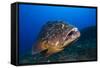 Dusky Grouper (Epinephelus Marginatus) Lavezzi Islands, Corsica, France, September-Pitkin-Framed Stretched Canvas