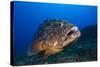 Dusky Grouper (Epinephelus Marginatus) Lavezzi Islands, Corsica, France, September-Pitkin-Stretched Canvas