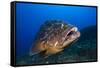 Dusky Grouper (Epinephelus Marginatus) Lavezzi Islands, Corsica, France, September-Pitkin-Framed Stretched Canvas