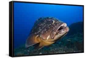 Dusky Grouper (Epinephelus Marginatus) Lavezzi Islands, Corsica, France, September-Pitkin-Framed Stretched Canvas