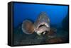 Dusky Grouper (Epinephelus Marginatus) Lavezzi Islands, Corsica, France, September-Pitkin-Framed Stretched Canvas