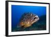 Dusky Grouper (Epinephelus Marginatus) Lavezzi Islands, Corsica, France, September-Pitkin-Framed Photographic Print