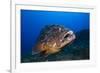 Dusky Grouper (Epinephelus Marginatus) Lavezzi Islands, Corsica, France, September-Pitkin-Framed Photographic Print