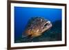 Dusky Grouper (Epinephelus Marginatus) Lavezzi Islands, Corsica, France, September-Pitkin-Framed Photographic Print