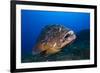 Dusky Grouper (Epinephelus Marginatus) Lavezzi Islands, Corsica, France, September-Pitkin-Framed Photographic Print