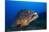 Dusky Grouper (Epinephelus Marginatus) Lavezzi Islands, Corsica, France, September-Pitkin-Mounted Photographic Print