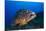 Dusky Grouper (Epinephelus Marginatus) Lavezzi Islands, Corsica, France, September-Pitkin-Mounted Photographic Print