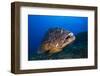 Dusky Grouper (Epinephelus Marginatus) Lavezzi Islands, Corsica, France, September-Pitkin-Framed Photographic Print