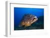 Dusky Grouper (Epinephelus Marginatus) Lavezzi Islands, Corsica, France, September-Pitkin-Framed Photographic Print