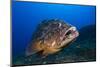 Dusky Grouper (Epinephelus Marginatus) Lavezzi Islands, Corsica, France, September-Pitkin-Mounted Photographic Print