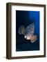 Dusky Grouper (Epinephelus Marginatus) Lavezzi Islands, Corsica, France, September-Pitkin-Framed Photographic Print