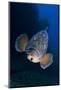 Dusky Grouper (Epinephelus Marginatus) Lavezzi Islands, Corsica, France, September-Pitkin-Mounted Photographic Print