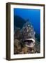 Dusky Grouper (Epinephelus Marginatus) Lavezzi Islands, Corsica, France, September-Pitkin-Framed Photographic Print