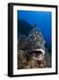 Dusky Grouper (Epinephelus Marginatus) Lavezzi Islands, Corsica, France, September-Pitkin-Framed Photographic Print