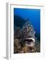 Dusky Grouper (Epinephelus Marginatus) Lavezzi Islands, Corsica, France, September-Pitkin-Framed Photographic Print