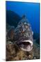 Dusky Grouper (Epinephelus Marginatus) Lavezzi Islands, Corsica, France, September-Pitkin-Mounted Photographic Print