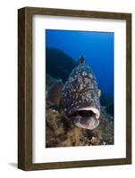 Dusky Grouper (Epinephelus Marginatus) Lavezzi Islands, Corsica, France, September-Pitkin-Framed Photographic Print